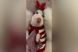 Weihnachten mit Tieren