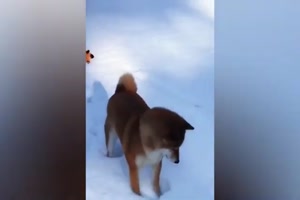 Tiere im Schnee