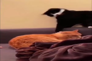 Tiere sind lustig