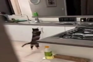 Katzen und Alufolie