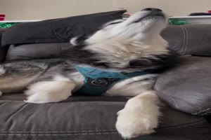 Typisch Husky