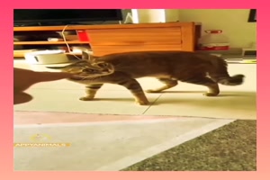 Lustige Katzen