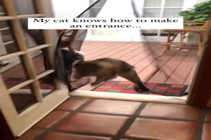 Die Katze hat es raus