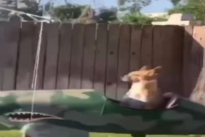 Kirmes fr den Hund