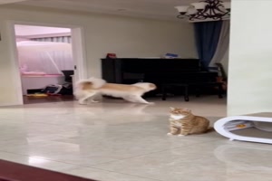 Ist die Katze echt?