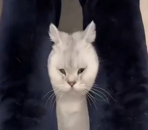 Se Ktzchen