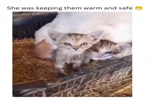 Die K�tzchen haben es warm