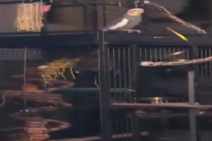 Vogel gibt den Takt vor