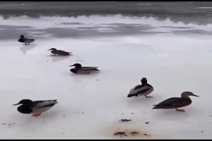 Coole Landung