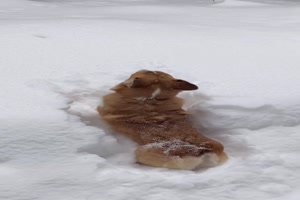 Verdammter Tiefschnee