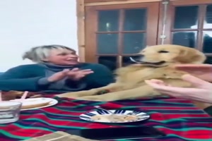 Hund feiert krftig mit