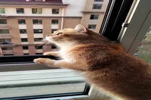 Was schreit denn die Nachbarin so?