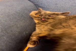 Katze schlft gut