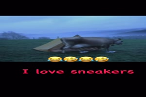 Kuh mit Sneakers
