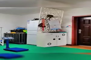 Katzen eben