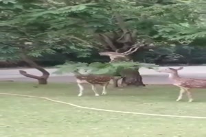 Guter Kumpel ist behilflich mit dem Ast