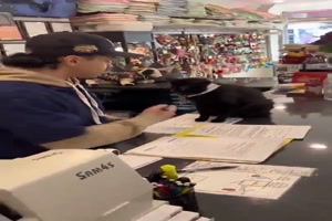 Katze gibt nicht auf