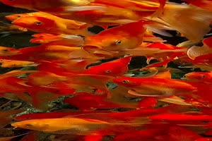Goldfischbecken