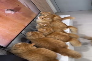 Da ist was los vor dem Fernseher