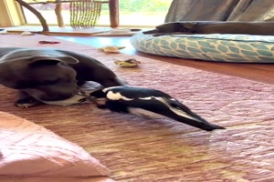 Hund und Vogel