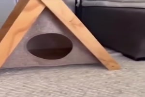 Typisch Katze