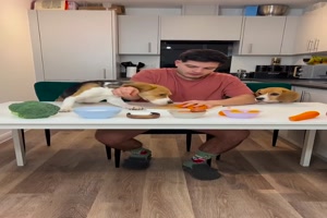 Mit Beagles kochen
