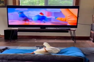 Happy Feet