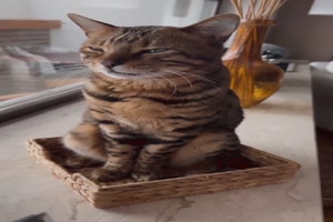 Lustige Katze