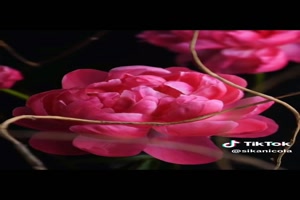 Fiori (Bloemen) - Fiori (Blumen)