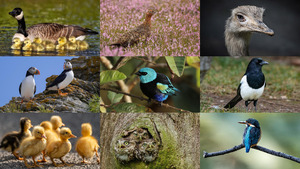 klicke hier, um die Datei herunterzuladen Birds 22