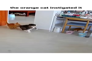Katzenstreit