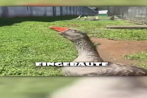 G�nse im Gef�ngnis