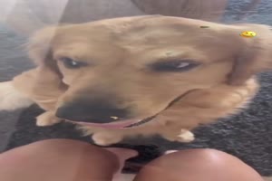 Glastisch mit Hund drunter