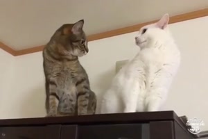 Katzen eben