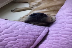 Bequeme Schlafpl�tzchen gefunden