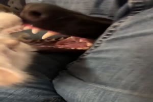 Lustiger Hund