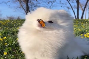 Schmetterling auf Hundenase
