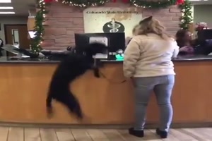 Hund hat Ausdauer