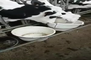 Sehr clever