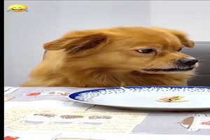 Der blick dieses Hundes ist einfach klasse