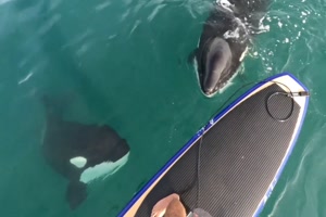 Stand up Paddle und Orcas