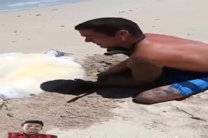 Schildkr�te gerettet