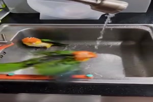 Das Duschen macht Spa