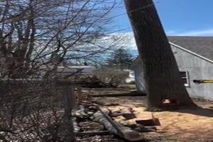 Baum f�llt