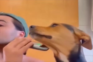 Hund will auch rasiert werden