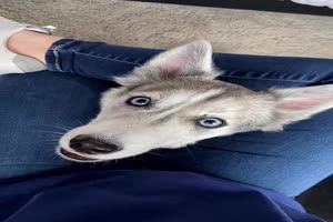 Hi