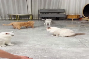 Nicht die schnellsten Katzen