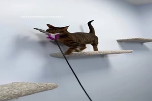 Ein echtes Katzenparadies