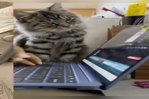 Katzen sind lustig