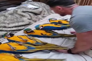 Papageien ins Bett bringen